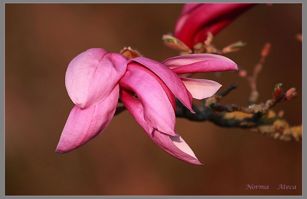 Magnolia III