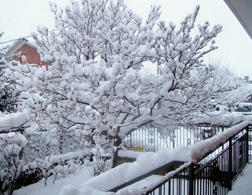 magnolia il giorno dopo