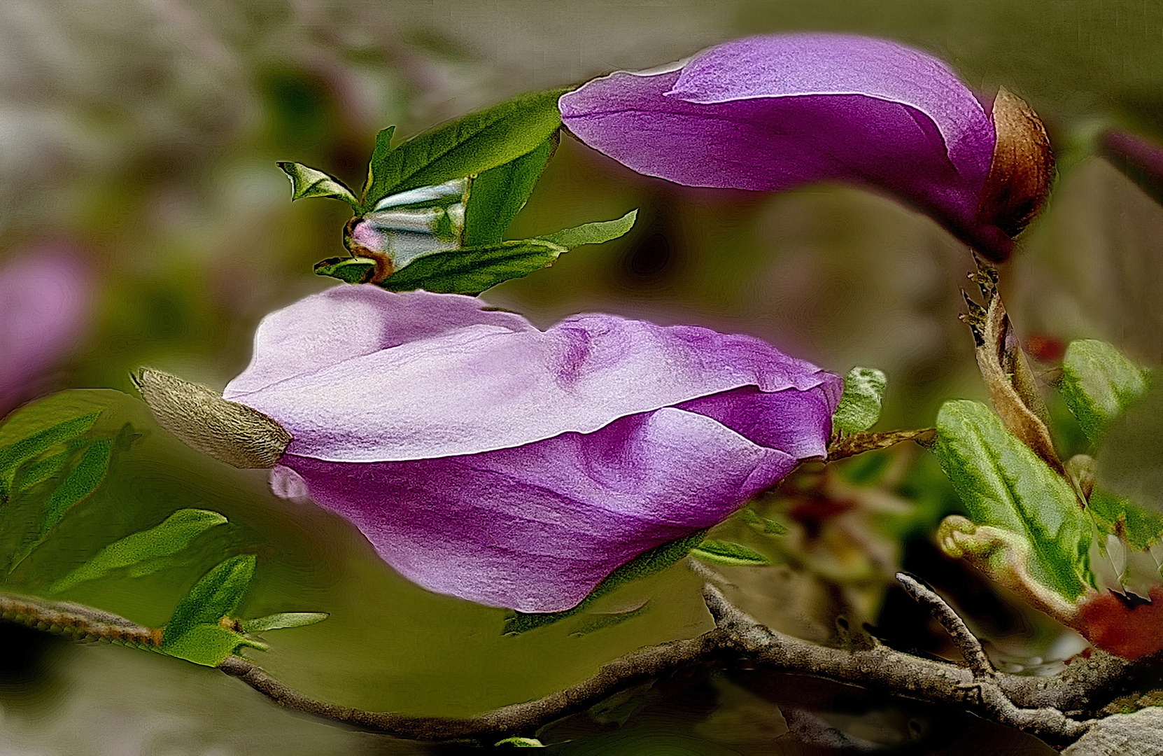 Magnolia im Frühling  