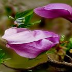 Magnolia im Frühling  