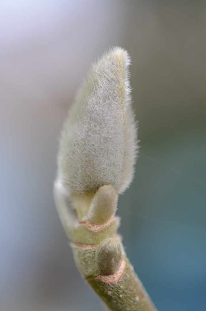 Magnolia im Winterpelz