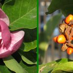 magnolia in autumn