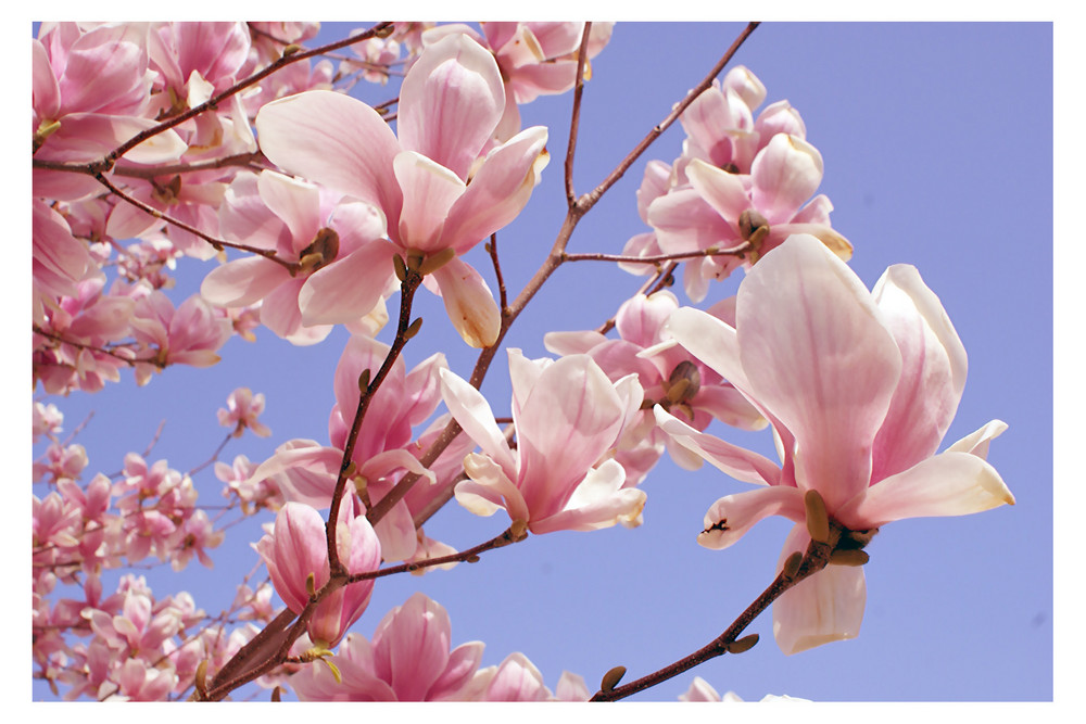 Magnolia in bloom