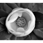 Magnolia in B&W