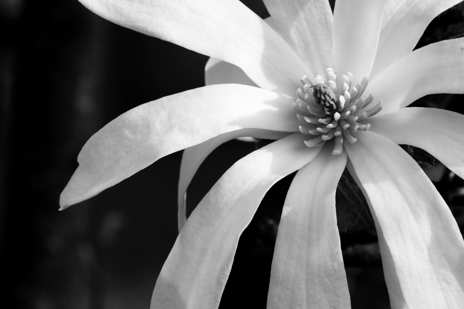 MAGNOLIA IN B&W