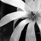 MAGNOLIA IN B&W