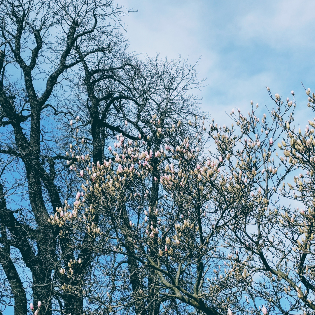 Magnolia in the sky