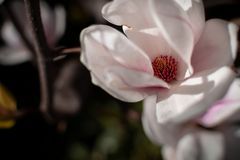 Magnolia Insides