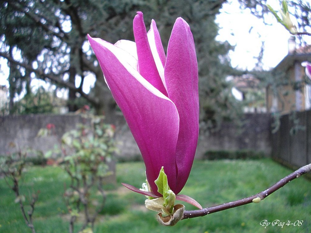 Magnolia Japonica...