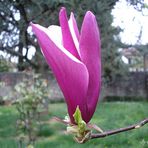 Magnolia Japonica...