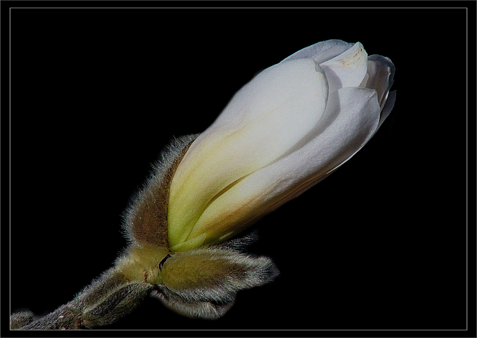 MAGNOLIA Knospe