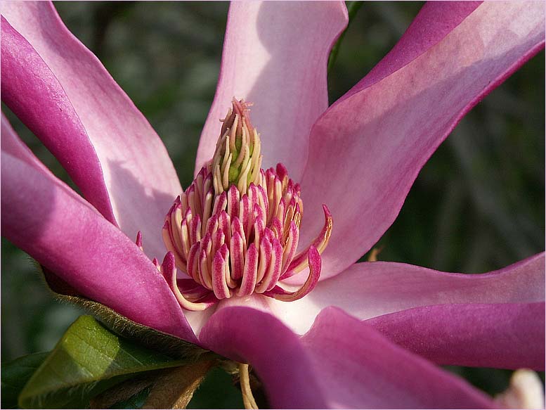 Magnolia liliiflora Blüte...