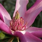 Magnolia liliiflora Blüte...