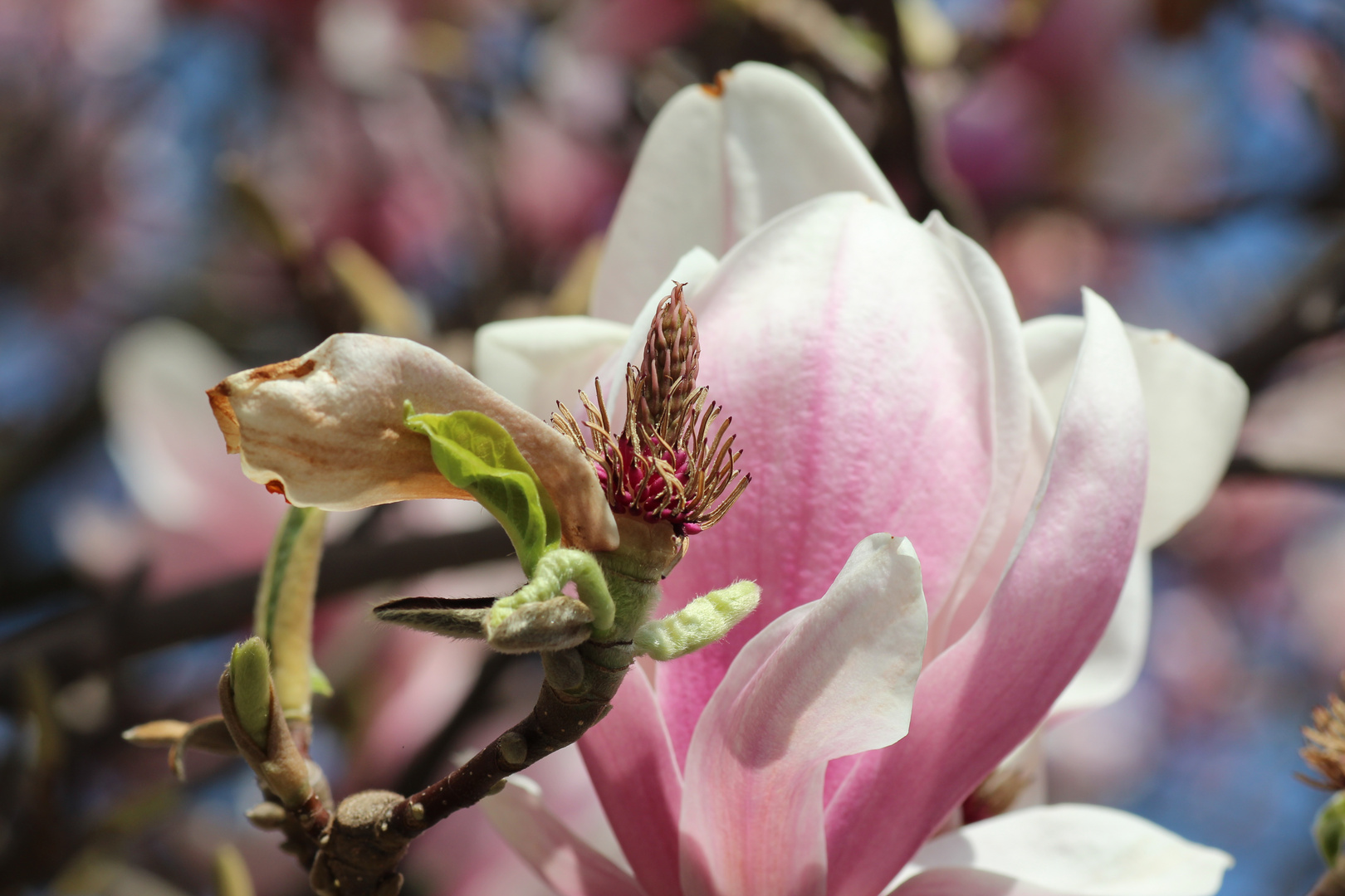 Magnolia Loebneri