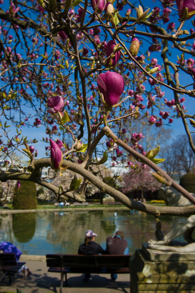 Magnolia Love