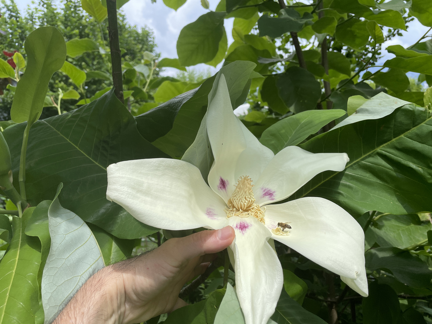 Magnolia macrophylla var. ashei