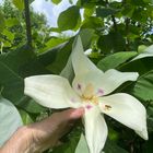 Magnolia macrophylla var. ashei