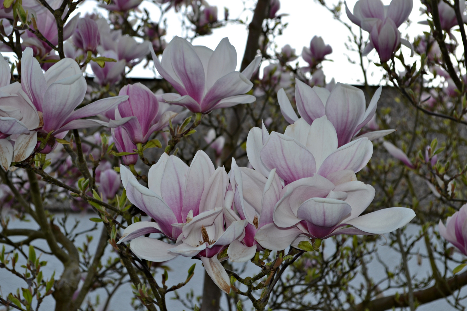 Magnolia magnifica