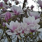 Magnolia magnifica