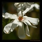 Magnolia, Magnoliaceae, Botanischer Garten, Linz, OOE / A