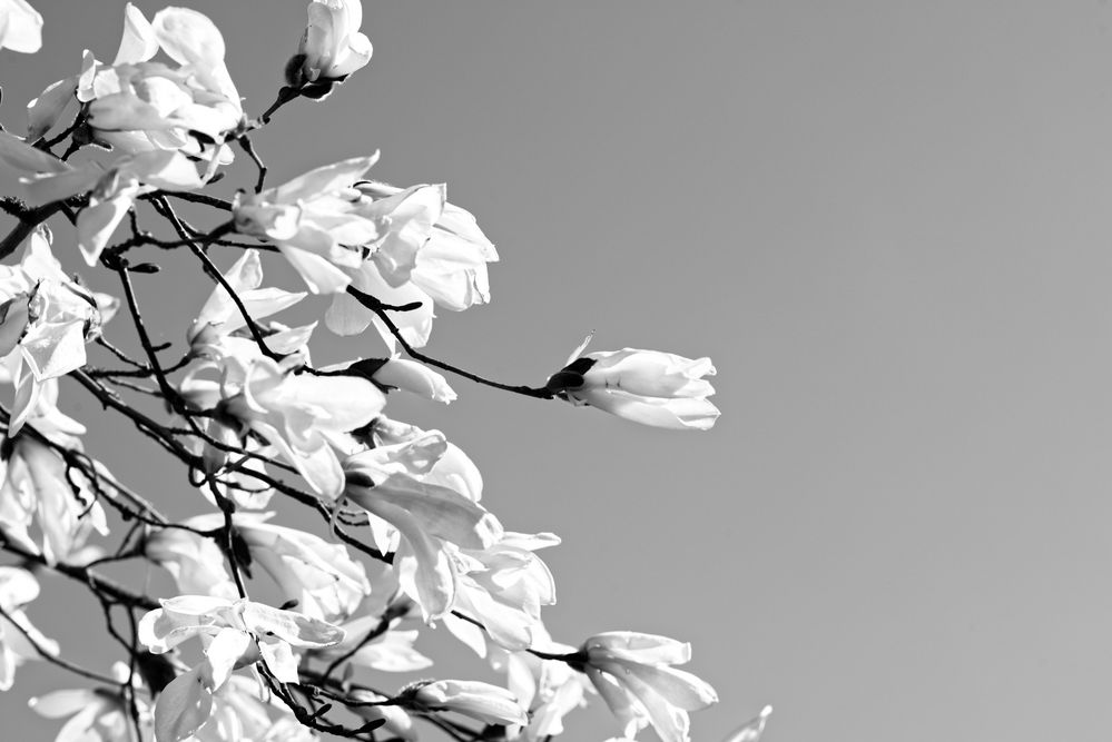 Magnolia (monochrome)