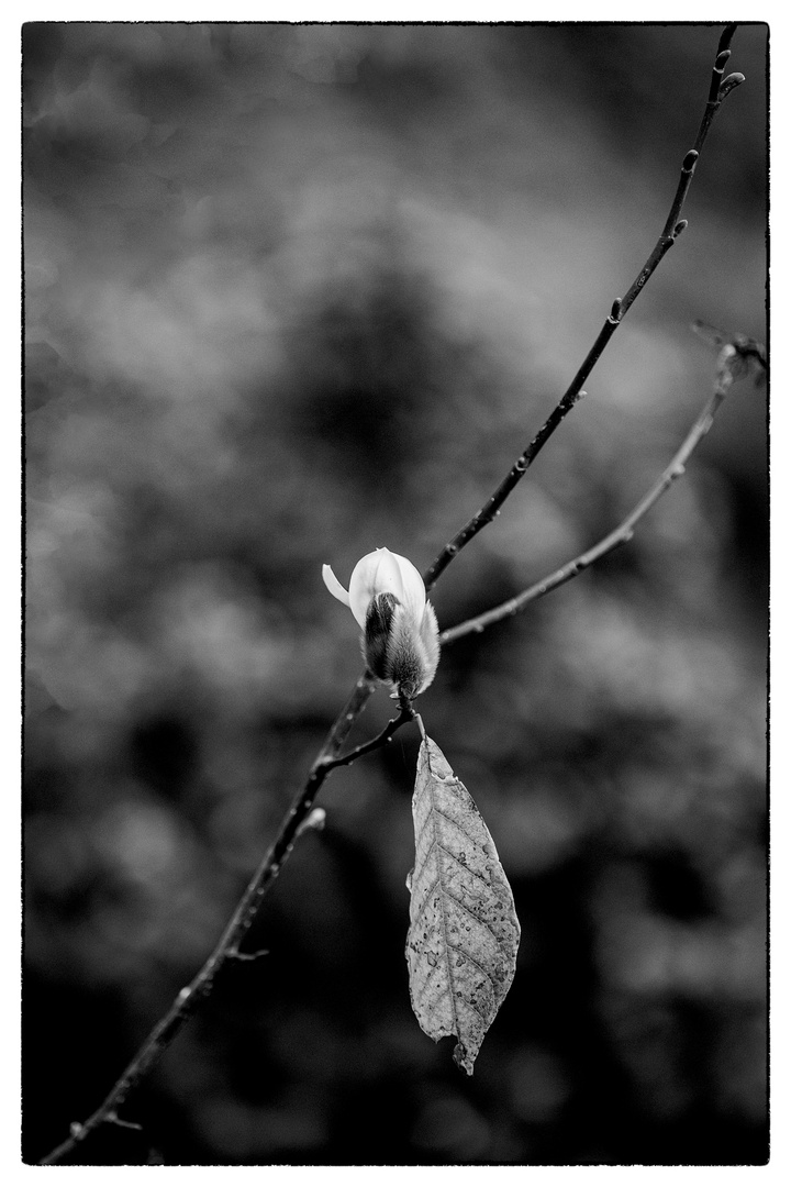 magnolia oder von der kurzen zeit der schönheit.