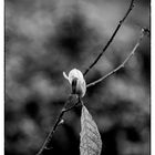 magnolia oder von der kurzen zeit der schönheit.