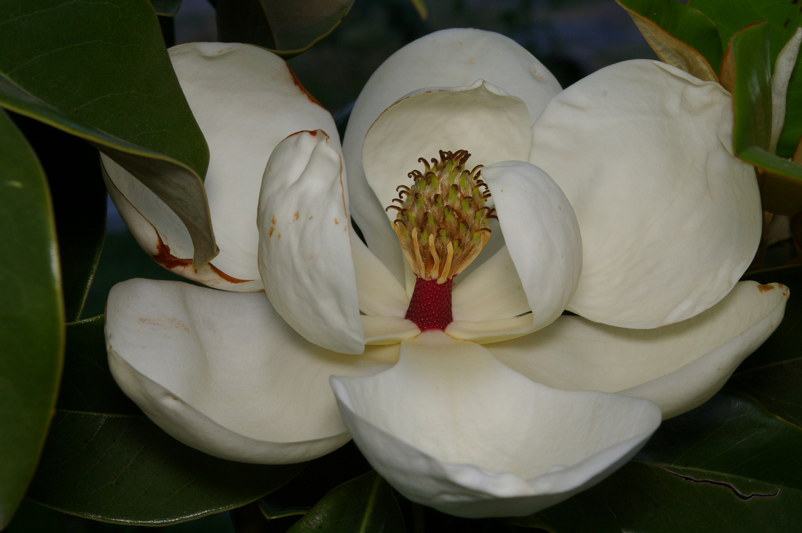 Magnolia para mi Madre