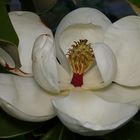 Magnolia para mi Madre