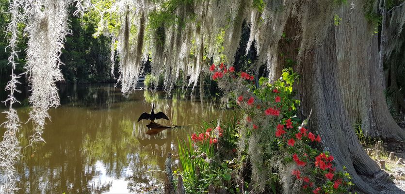 Magnolia Plantation & Gardens
