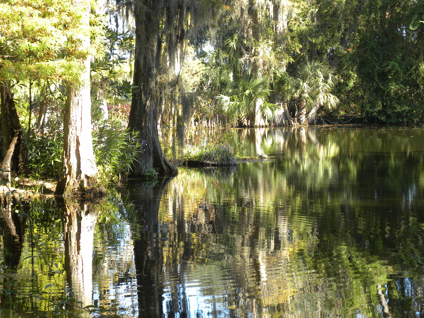 magnolia plantation..........south carolina