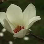 Magnolia plátano