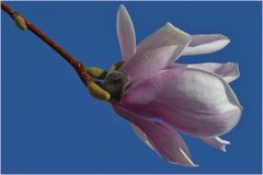 magnolia rose, symbole de persévérance