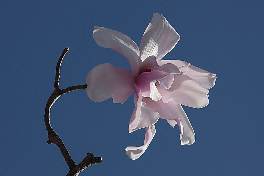 Magnolia Sargentiana