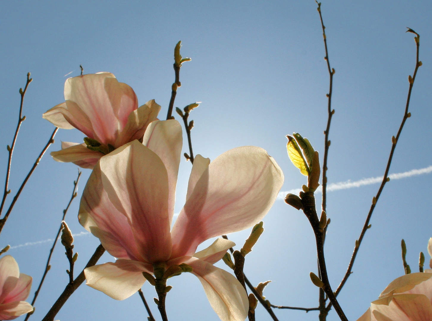 magnolia solare
