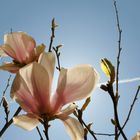 magnolia solare