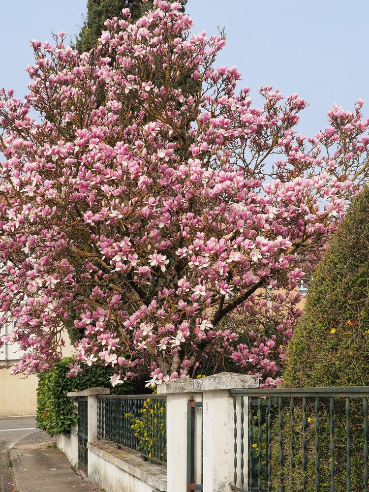 Magnolia soulangeana, grandiflora