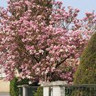 Magnolia soulangeana, grandiflora