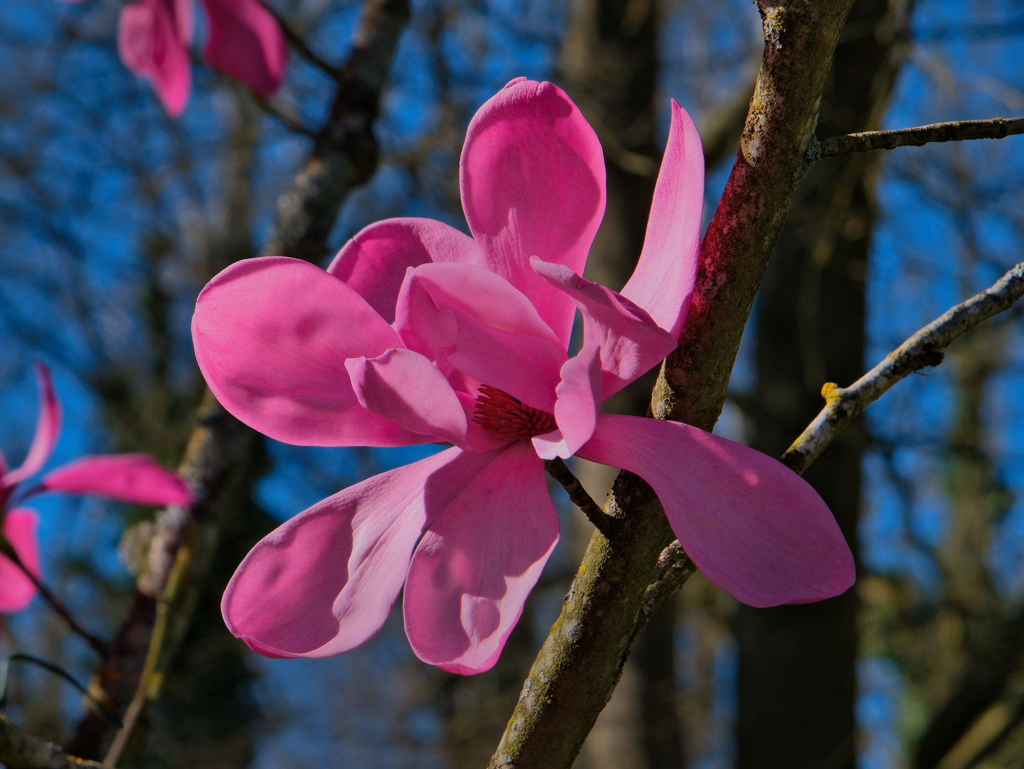 Magnolia sprengeri "Diva Burncoose"