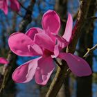 Magnolia sprengeri "Diva Burncoose"