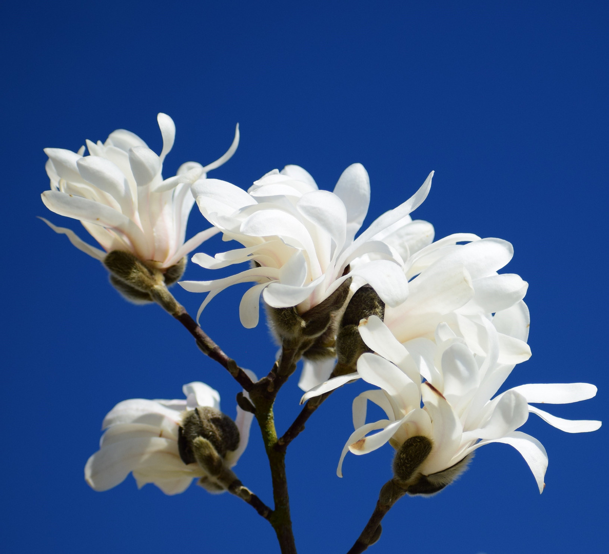 Magnolia Stellata 