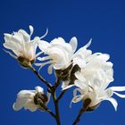 Magnolia Stellata 