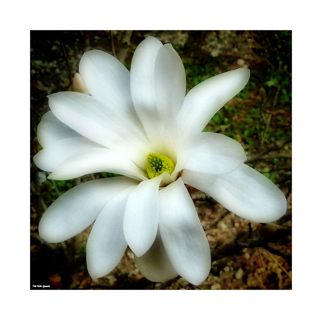 Magnolia Stellata