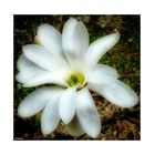 Magnolia Stellata