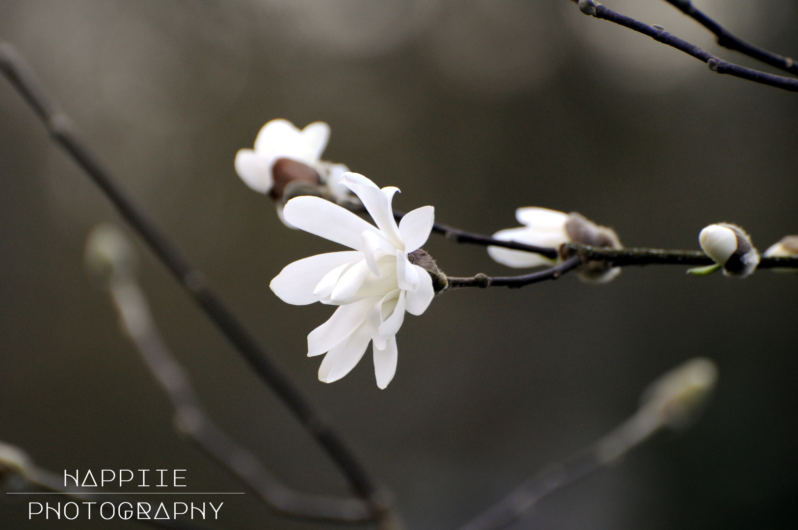 Magnolia stellata