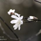 Magnolia stellata