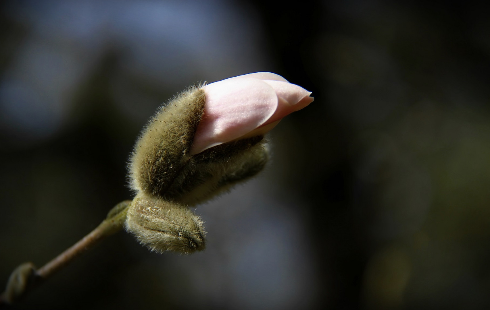 Magnolia Stellata