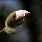 Magnolia Stellata