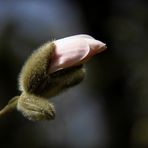 Magnolia Stellata