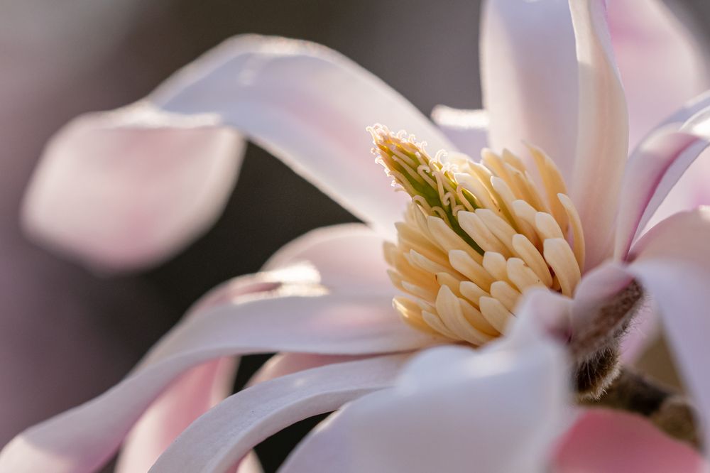 Magnolia stellata